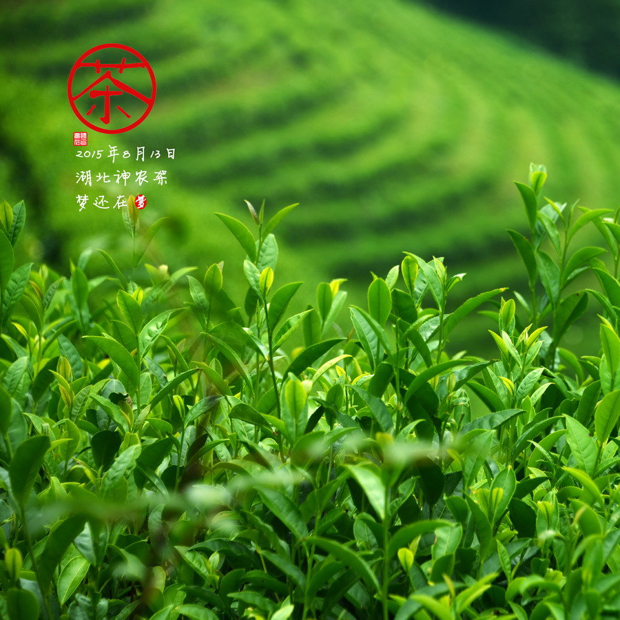 【茶摄影图片】湖北神农架风光