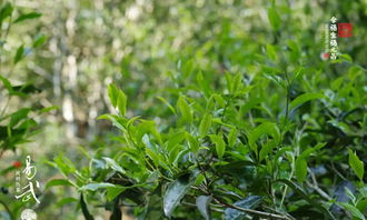 福元昌2018年易武纯料熟茶今日开始预售