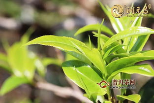 润元昌801精品老茶头砖上市