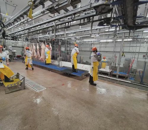 蕾西在澳洲肉联厂糟糕环境下周薪多少