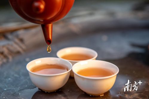 潮州出台新政保护凤凰单丛 枞 茶,5月10日起施行